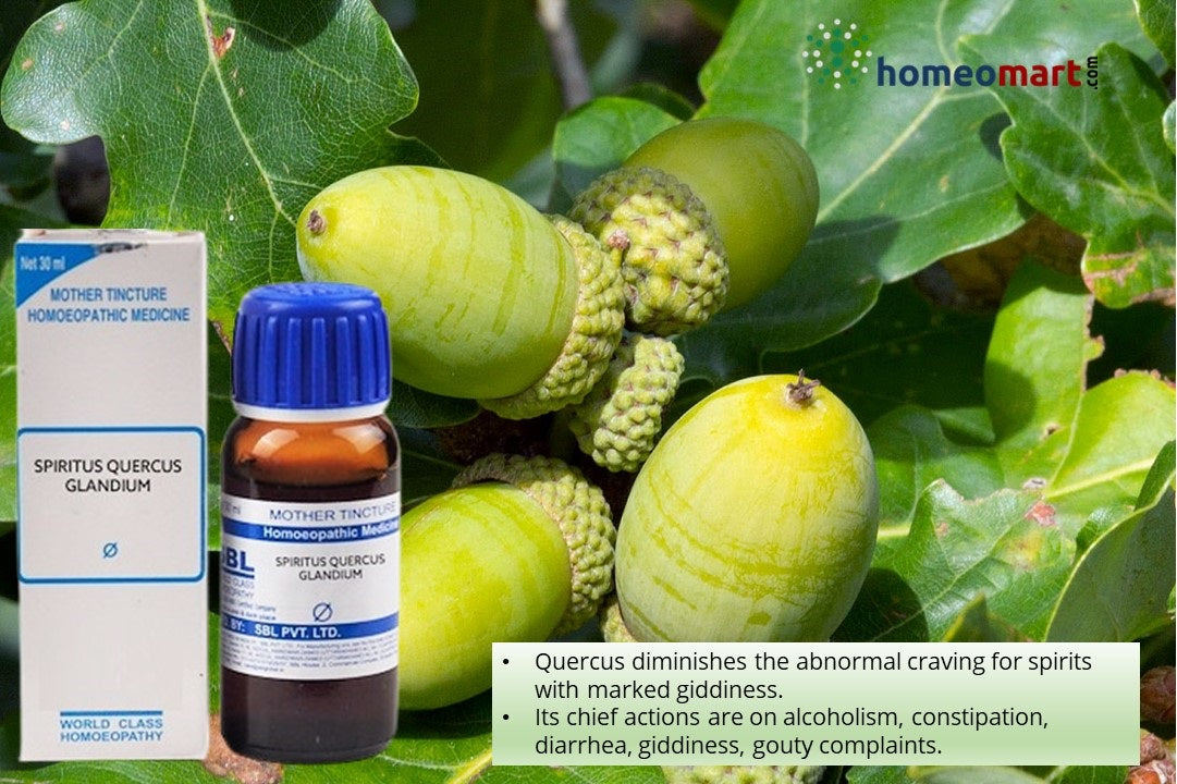 Quercus Glandium Spiritus Homeopathy Mother Tincture Q